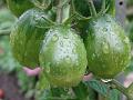 2014-0826-1350_Tomatoes_16,0C
